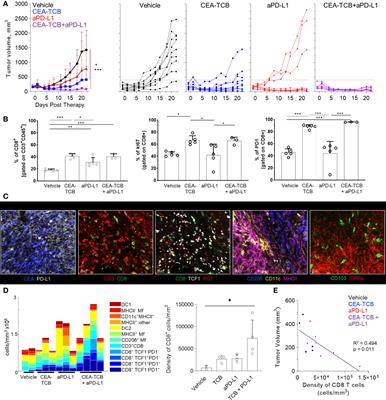 Multi-Parameter Quantitative Imaging of Tumor Microenvironments Reveals Perivascular Immune Niches Associated With Anti-Tumor Immunity